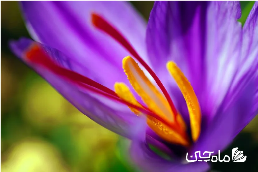 گل زعفران با لوگوی سفید