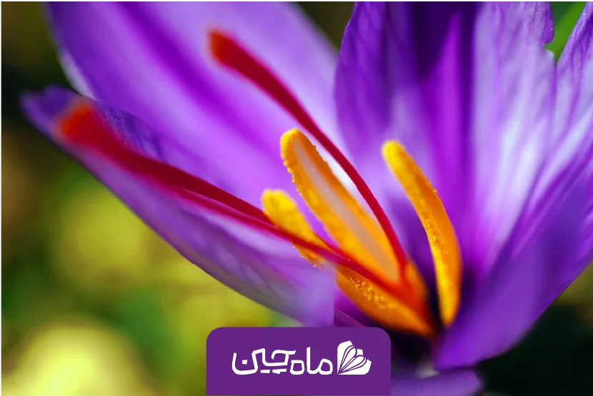 گل زعفران با لوگو در کادر بنفش