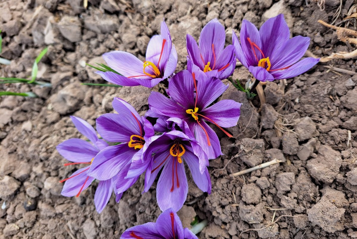 کشت کپه ای یا چاله ای زعفران