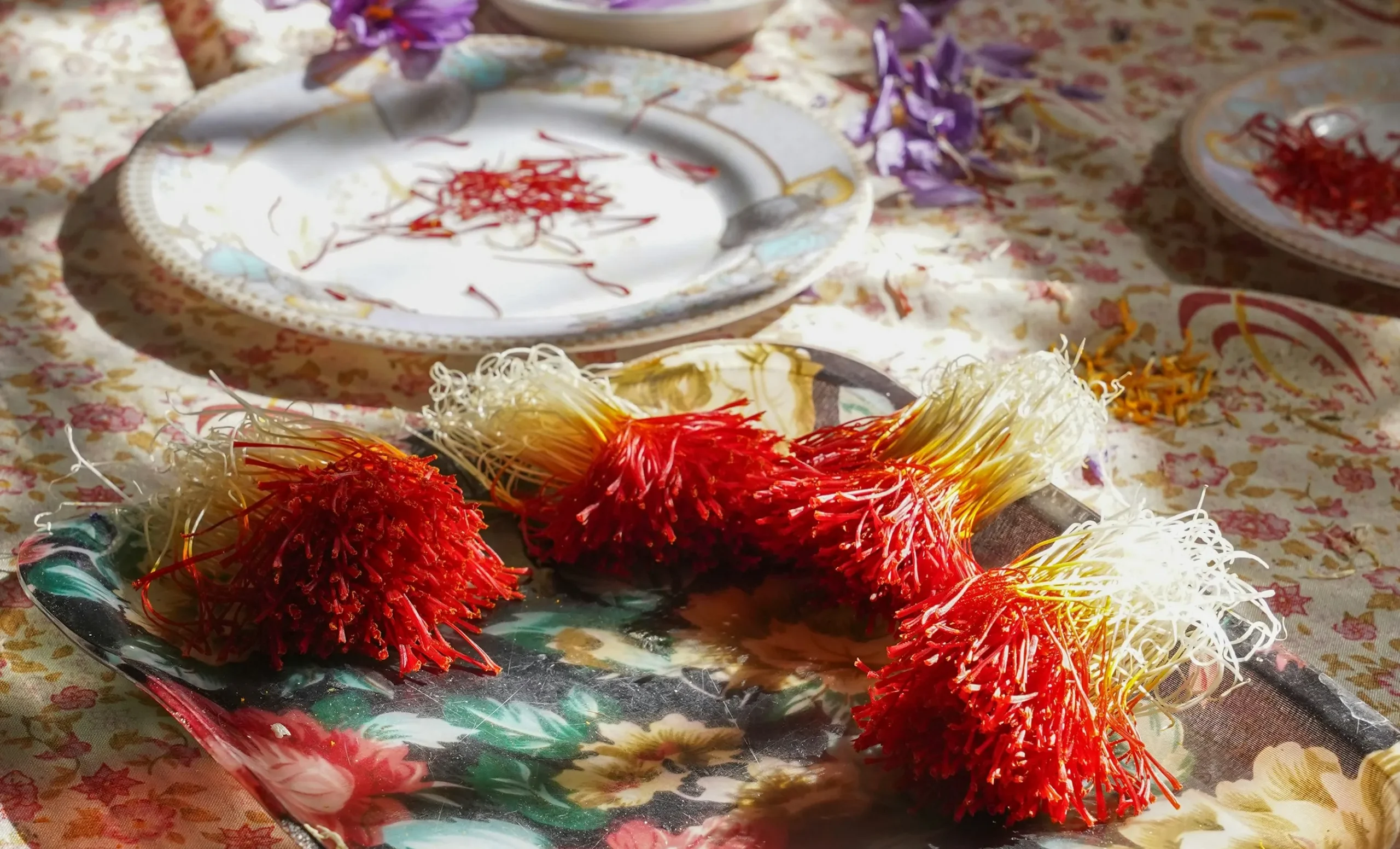 نحوه چیدن زعفران دختر پیچ