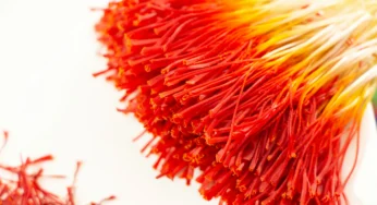 زعفران دختر پیچ چیست؟