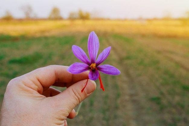زمان کاشت زعفران چه موقع است؟