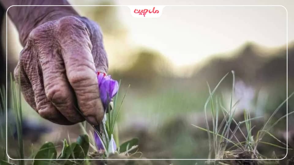 برداشت زعفران