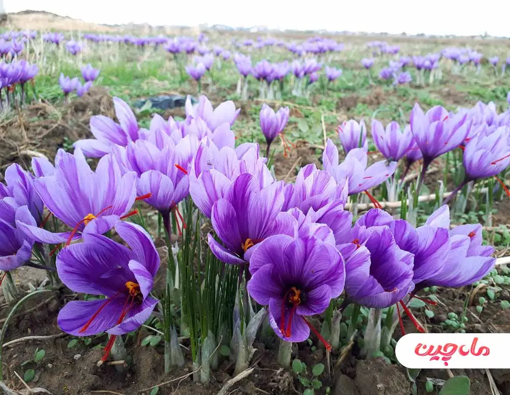 دلایل کشت زعفران