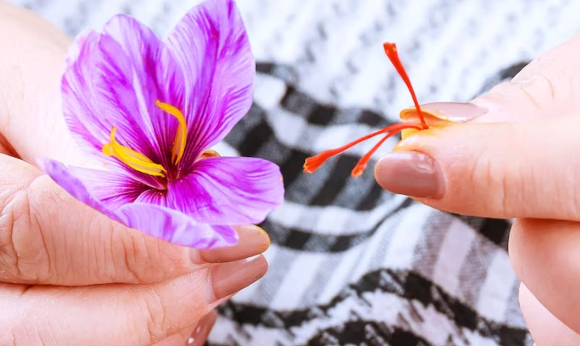 آیا زعفران رحم را گرم میکند؟