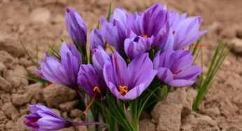 علف کش سوپر گالانت، علف کش انتخابی مزرعه زعفران