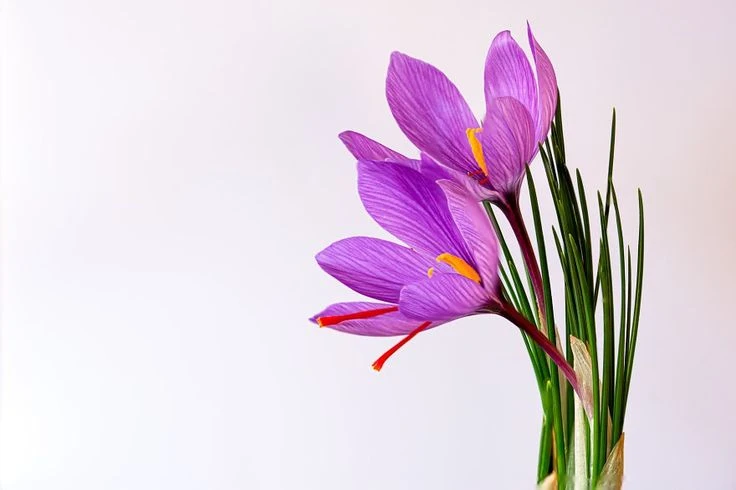 مزایای استفاده از علف کش سوپر گالانت در مزرعه زعفران