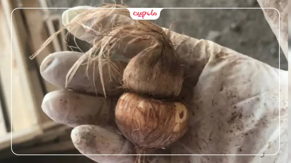 نحوه نقره کردن پیاز زعفران