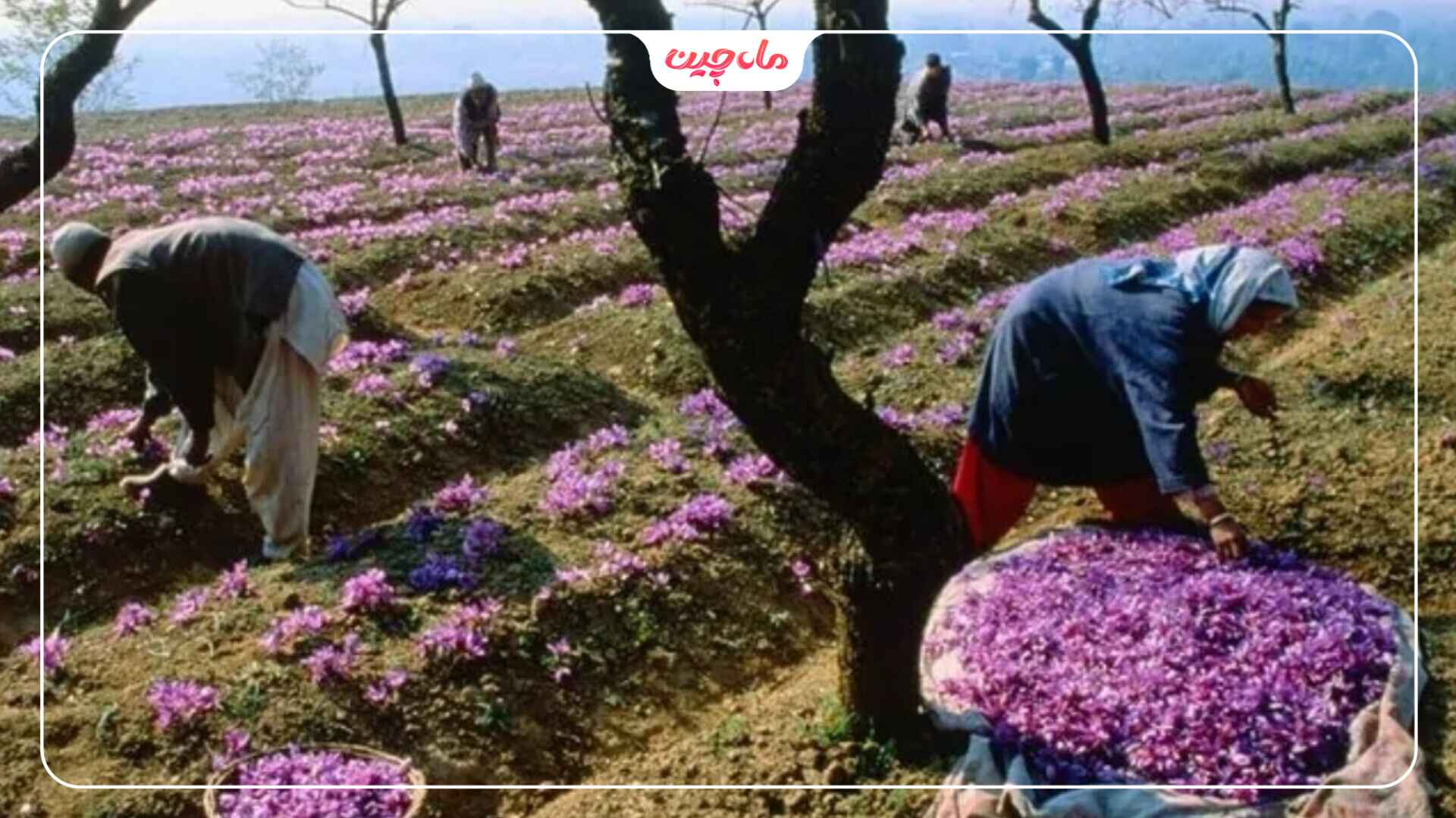 کشت زعفران بین درختان