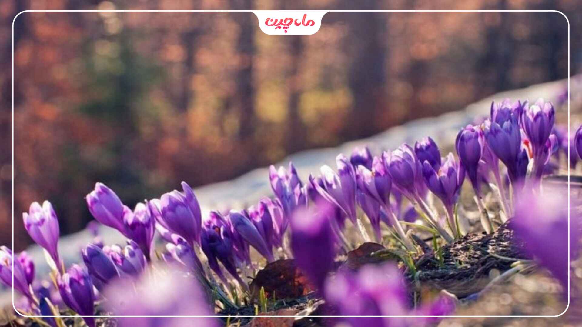 کشت زعفران بین درختان