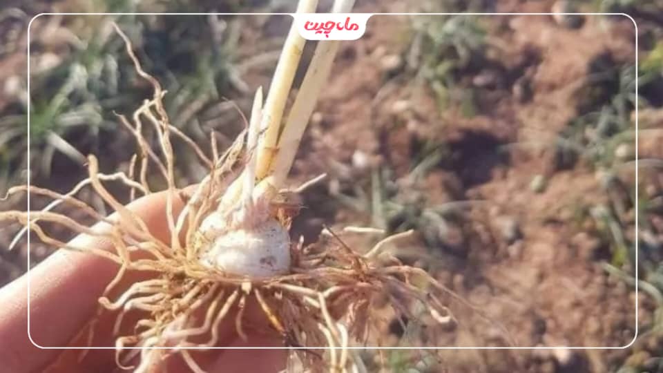 عمق کاشت زعفران