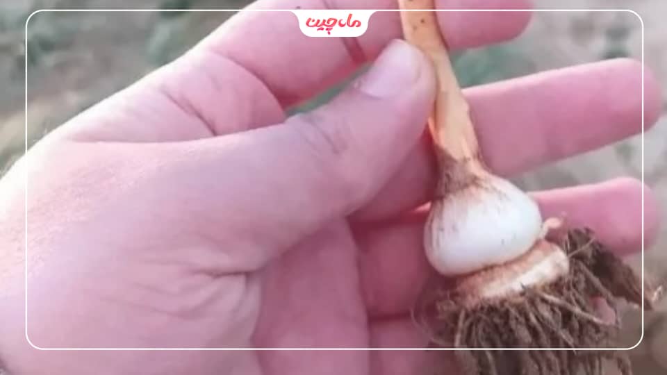 عمق کاشت زعفران