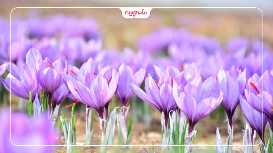 معایب گلدهی زودهنگام زعفران