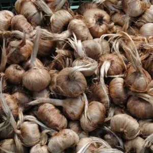 برای هر هکتار چقدر پیاز زعفران لازم است؟