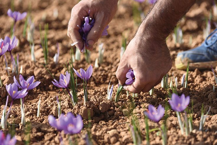 زمان کود دهی زعفران