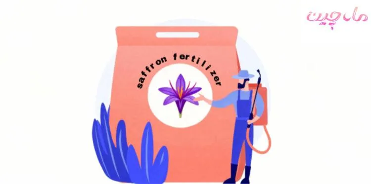 ارتباط زمان کود دهی زعفران با تاثیر کود ها بر گیاه