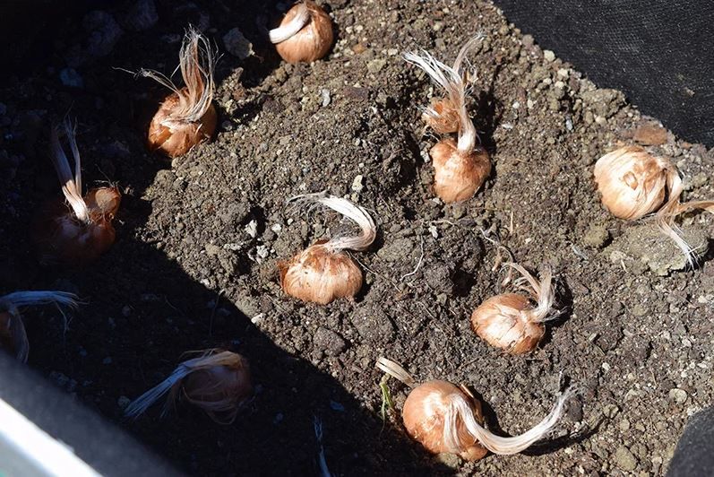 نکات طلایی کشت زعفران در گلدان