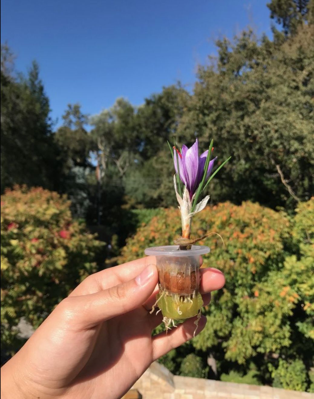 خواص فیزیکی و شیمیایی خاک زعفران