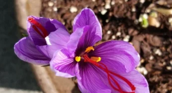 خاک مناسب برای کاشت زعفران در گلدان