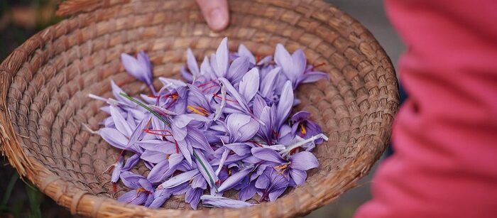 کود دهی زعفران در شرایط آبی و دیم