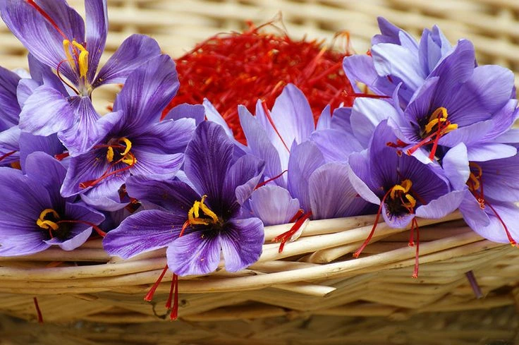 کود دهی زعفران در شرایط آبی و دیم