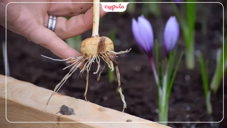 شرای نگهداری از پیاز زعفران