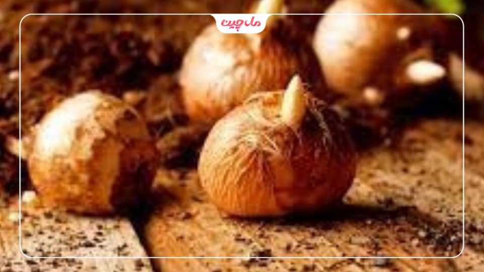 شرایط نگهداری از پیاز زعفران