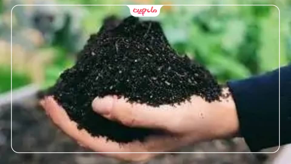 کشت زعفران در خاک شور