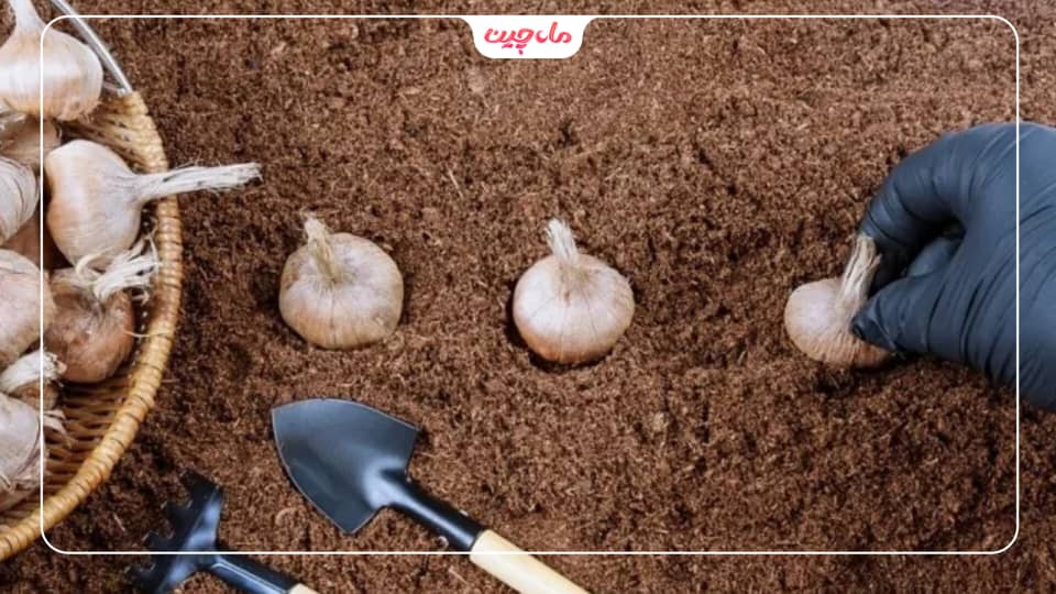 تشخیص پیاز زعفران مرغوب