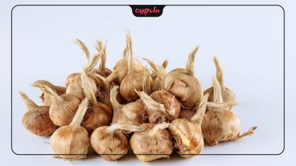 تشخیص پیاز زعفران مرغوب