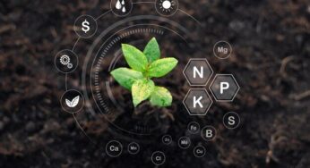 کود ۳۶ ۱۲ ۱۲ برای زعفران