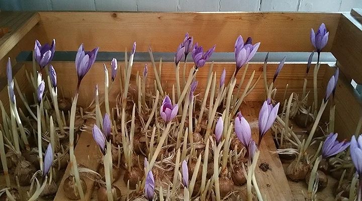 کاشت زعفران گلخانه ای