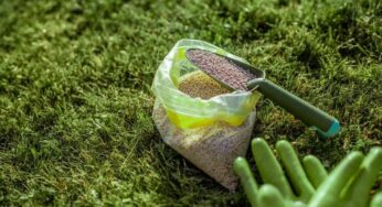 کود دی آمونیوم فسفات برای زعفران