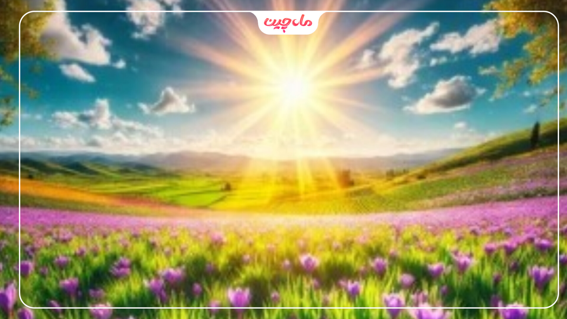 زمان محلول پاشی زعفران