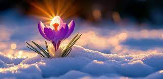 پیشگیری از سرمازدگی مزرعه زعفران