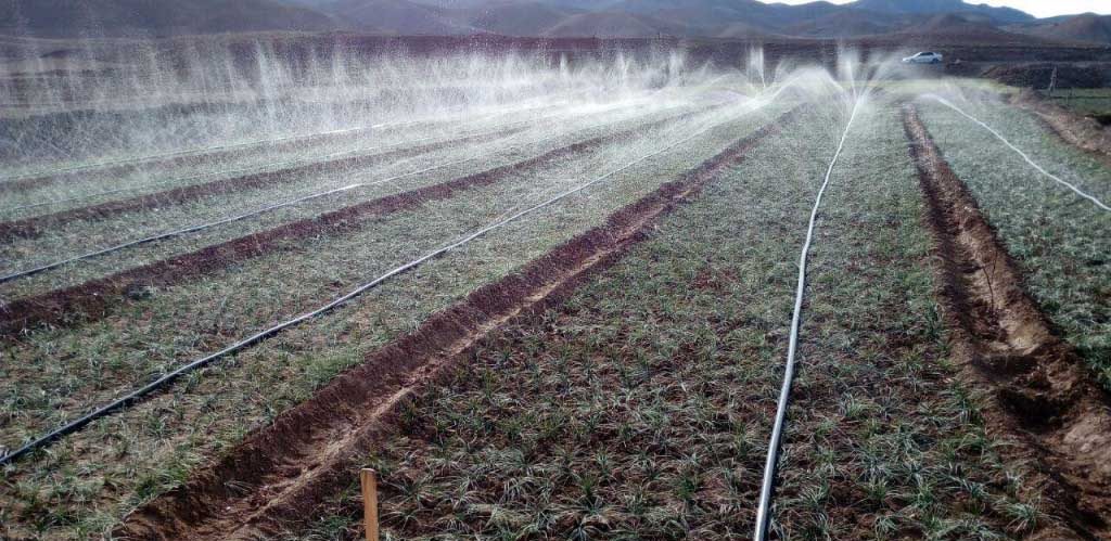 مرحله چهارم: آبیاری و مراقبت ها