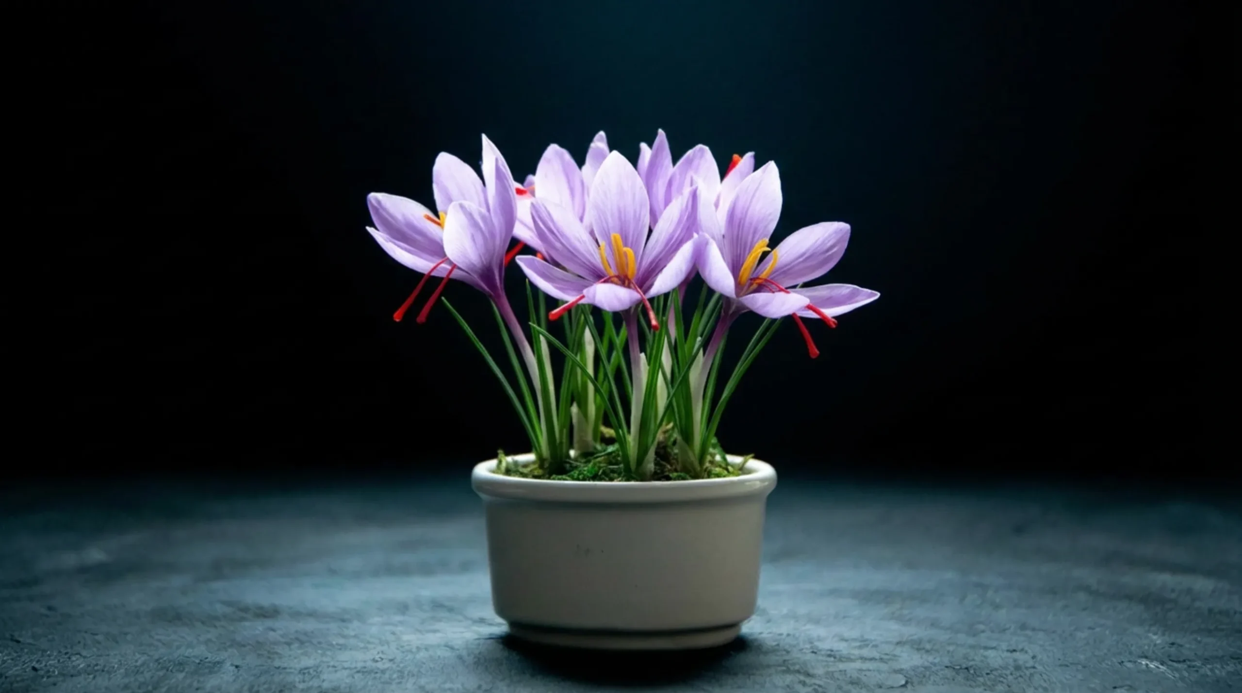 شرایط مناسب برای کشت زعفران در گلدان