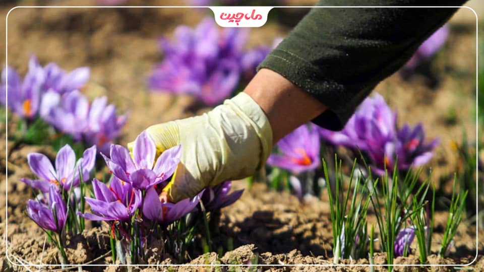کشت زعفران در آذربایجان غربی