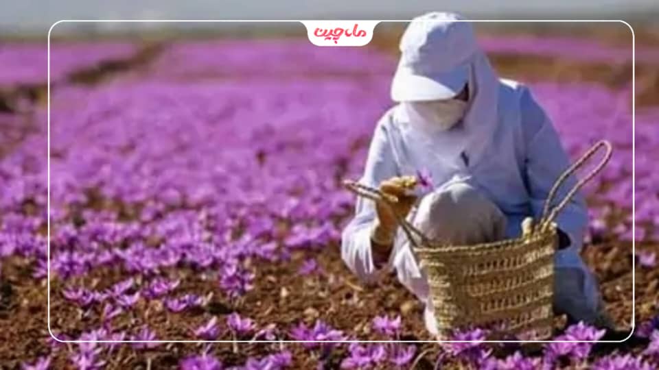 کشت زعفران در آذربایجان غربی