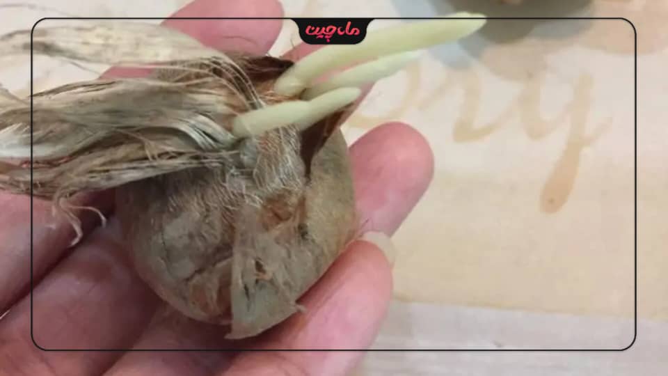 کشت زعفران در آذربایجان شرقی