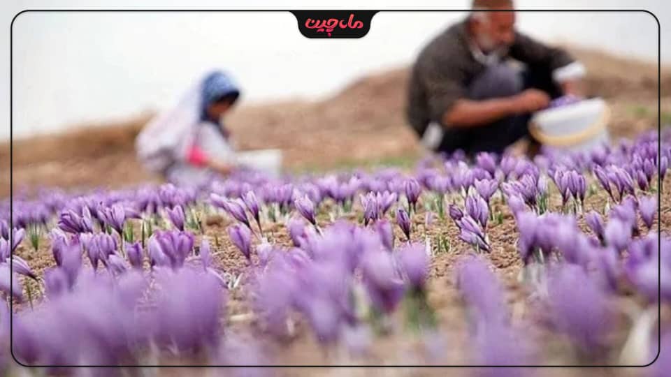 کشت زعفران در اردبیل