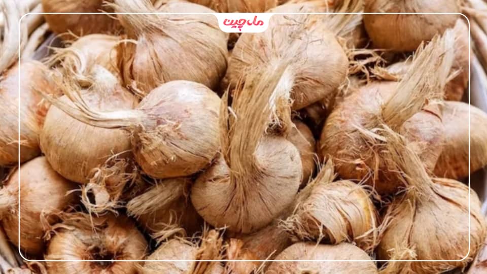 کاشت زعفران در خراسان شمالی