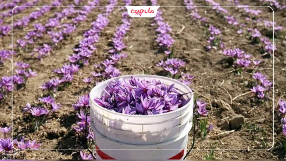 کاشت زعفران در خراسان جنوبی