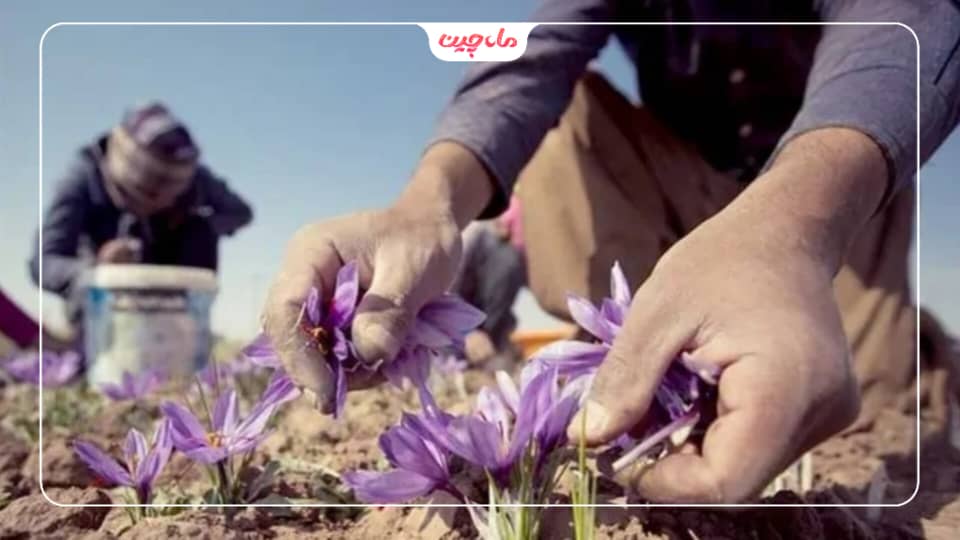 کشت زعفران در سمنان