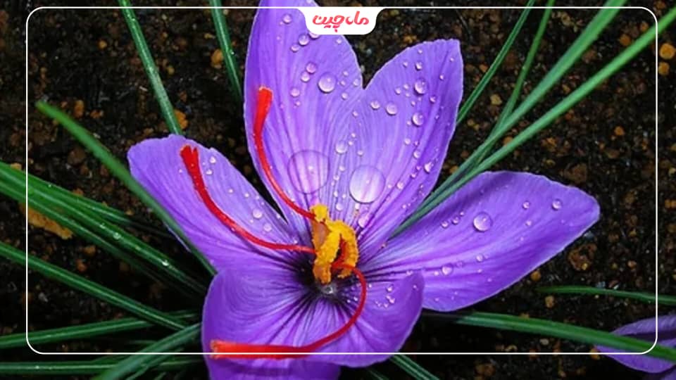 کشت زعفران در گیلان