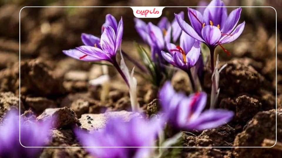 کشت زعفران در گیلان