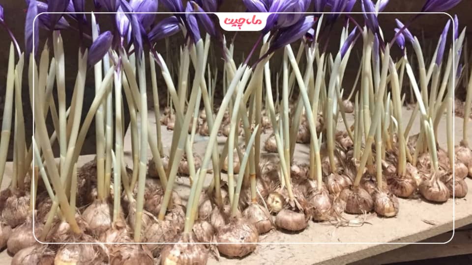 کشت زعفران در گیلان