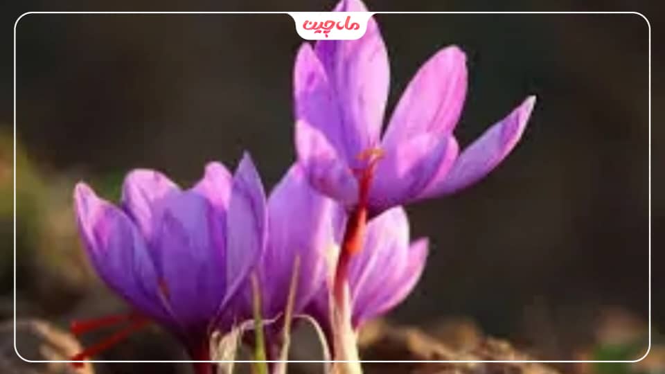 کشت زعفران در مازندران