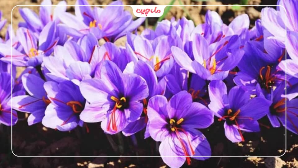 کشت زعفران در مازندران