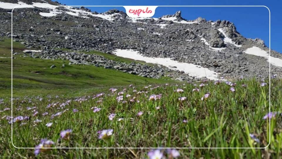 کشت زعفران در همدان
